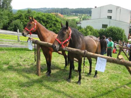 Razstava konj Konjerejskega društva Škocjan
